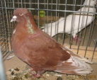 113106181.olb.major.n09.jpg