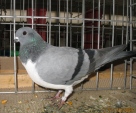 11370874.czaj.weg.n09.jpg